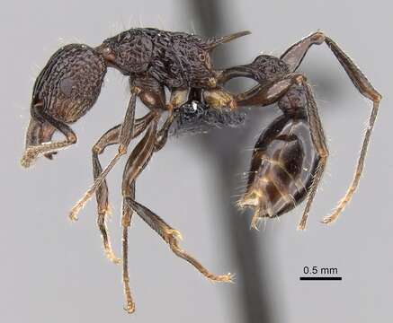 Image of Tetramorium tosii Emery 1899