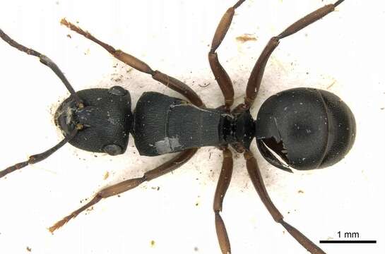 Image of Polyrhachis inconspicua Emery 1887