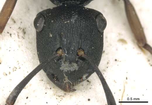 Image of Polyrhachis inconspicua Emery 1887