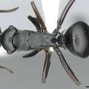 صورة Polyrhachis hexacantha (Erichson 1842)