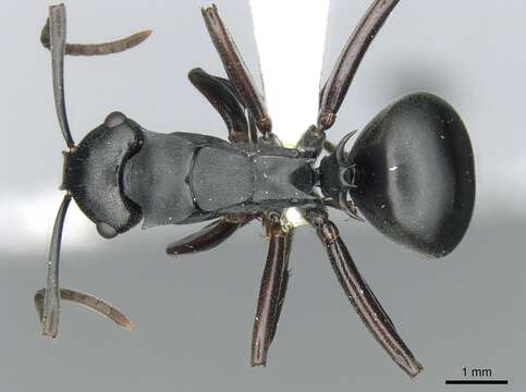 Image of Polyrhachis hexacantha (Erichson 1842)