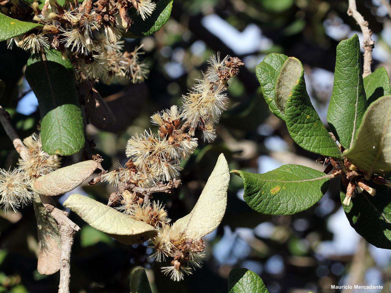 صورة Piptocarpha rotundifolia (Less.) Baker