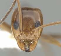 Image of Pyramid Ants