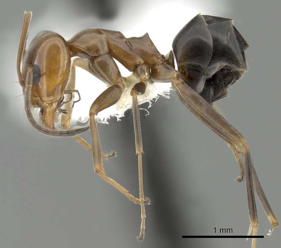 Image of Pyramid Ants