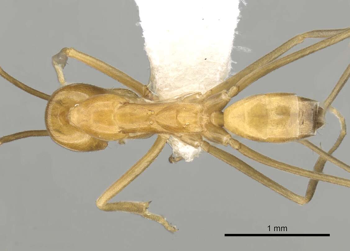 Dorymyrmex elegans (Trager 1988) resmi