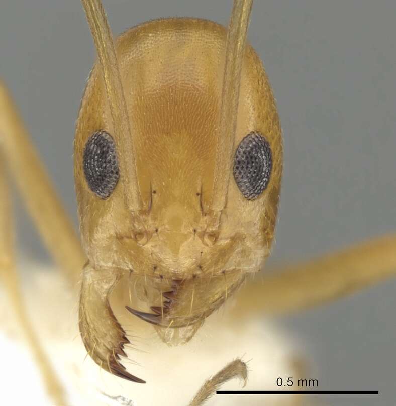 Dorymyrmex elegans (Trager 1988) resmi