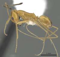 Dorymyrmex elegans (Trager 1988) resmi