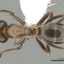 Image of Dorymyrmex breviscapis Forel 1912