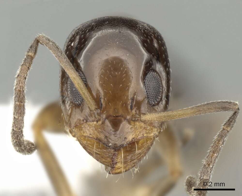 Image of Dorymyrmex breviscapis Forel 1912