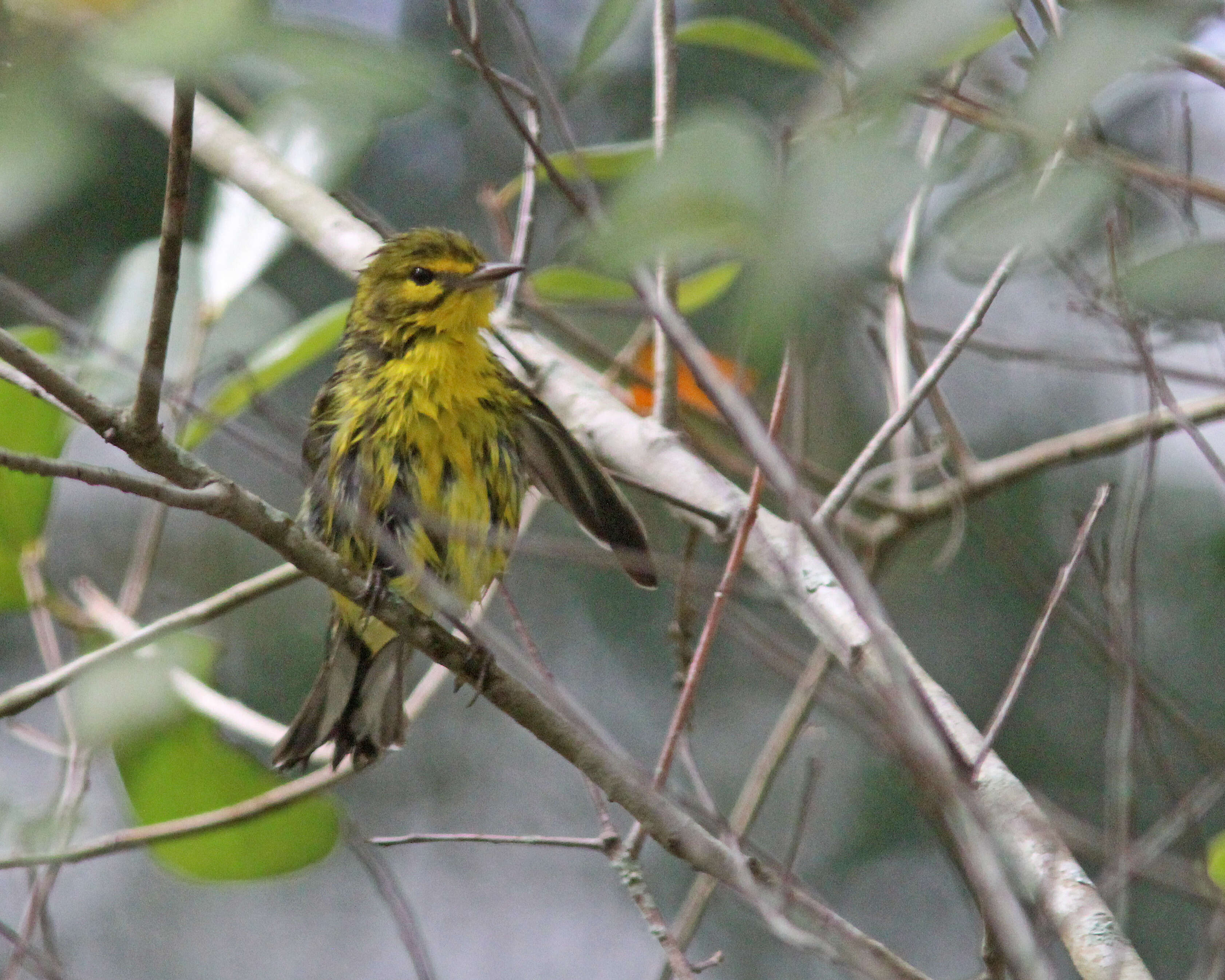 Image of Prairie Warbler