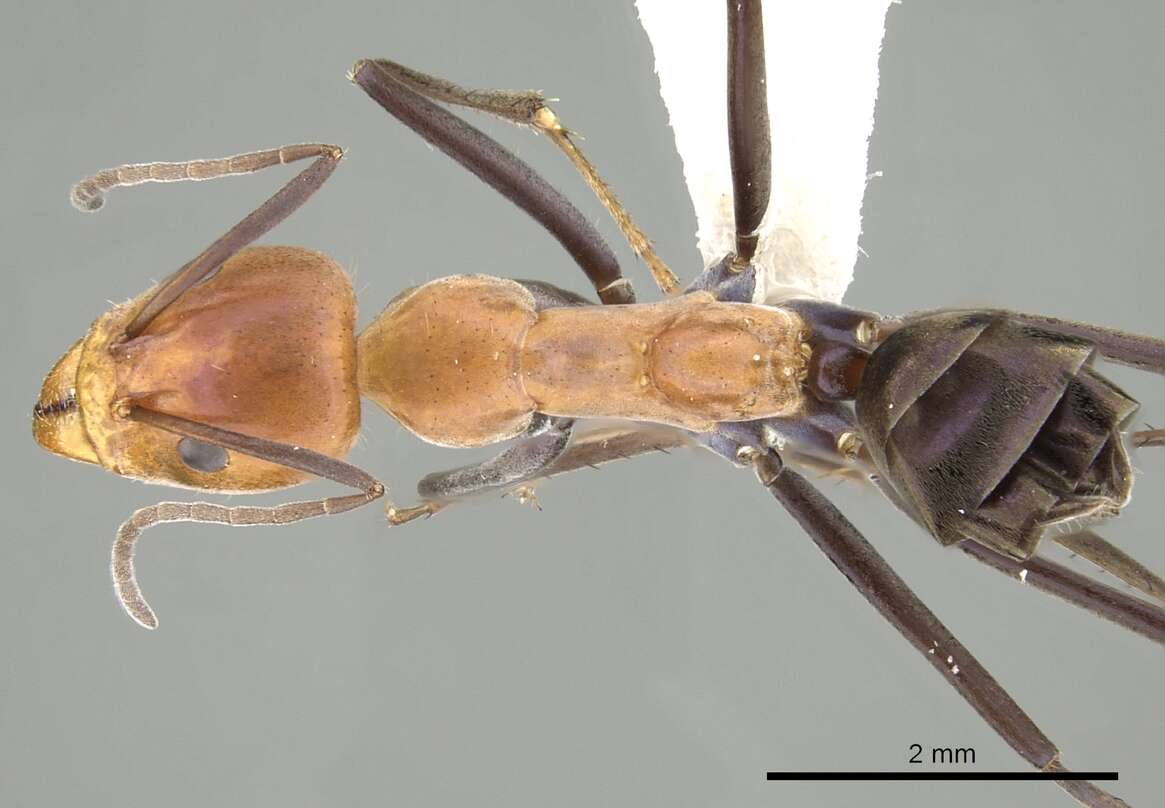 Image of Iridomyrmex agilis Forel 1907