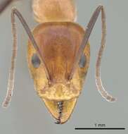 Image of Iridomyrmex agilis Forel 1907