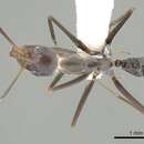 Image of Iridomyrmex angusticeps Forel 1901