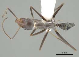 Imagem de Iridomyrmex angusticeps Forel 1901