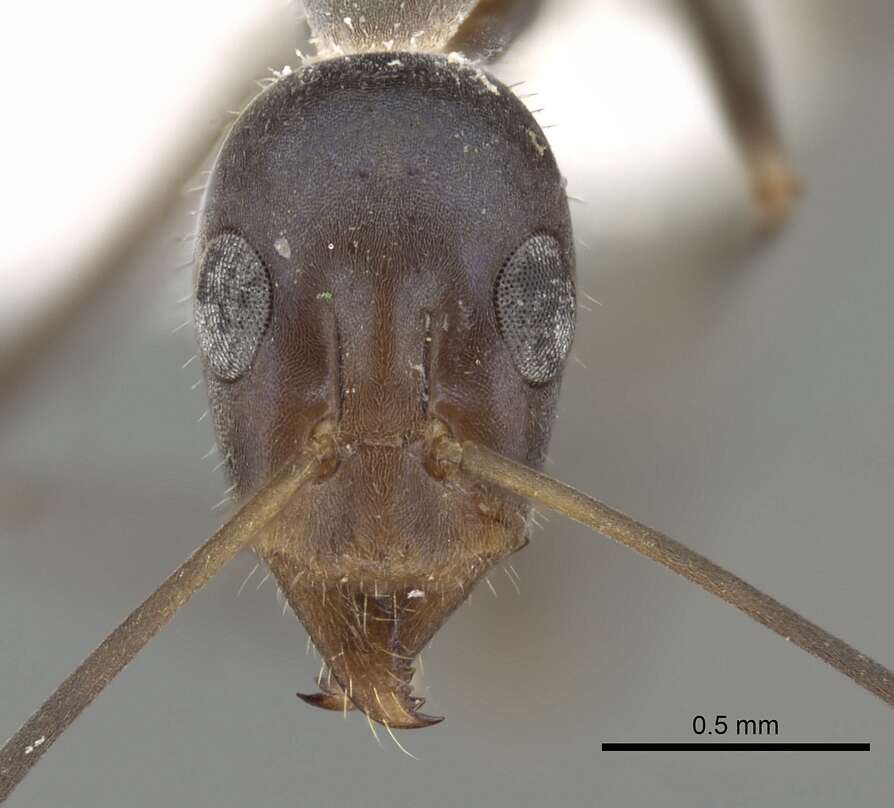 Image of Iridomyrmex angusticeps Forel 1901