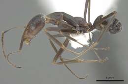 Imagem de Iridomyrmex angusticeps Forel 1901