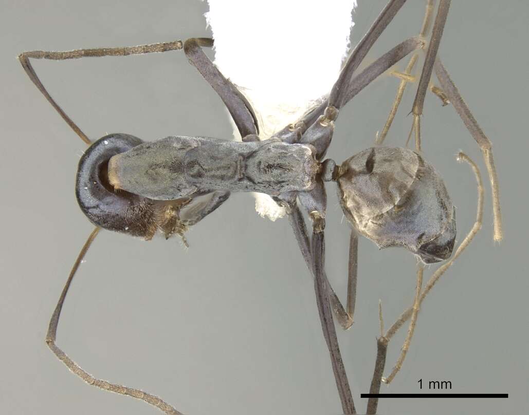 Image of <i>Iridomyrmex tenuiceps</i>