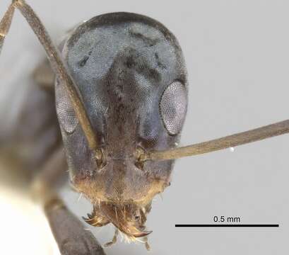 Image of <i>Iridomyrmex tenuiceps</i>