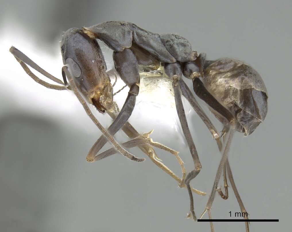 Image of <i>Iridomyrmex tenuiceps</i>