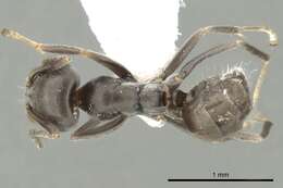 Image of Iridomyrmex mjobergi Forel 1915