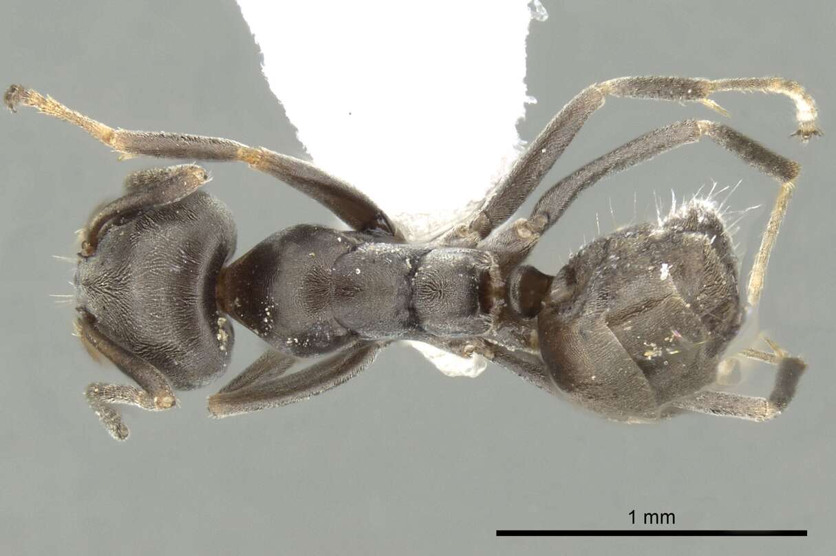 Image of Iridomyrmex mjobergi Forel 1915