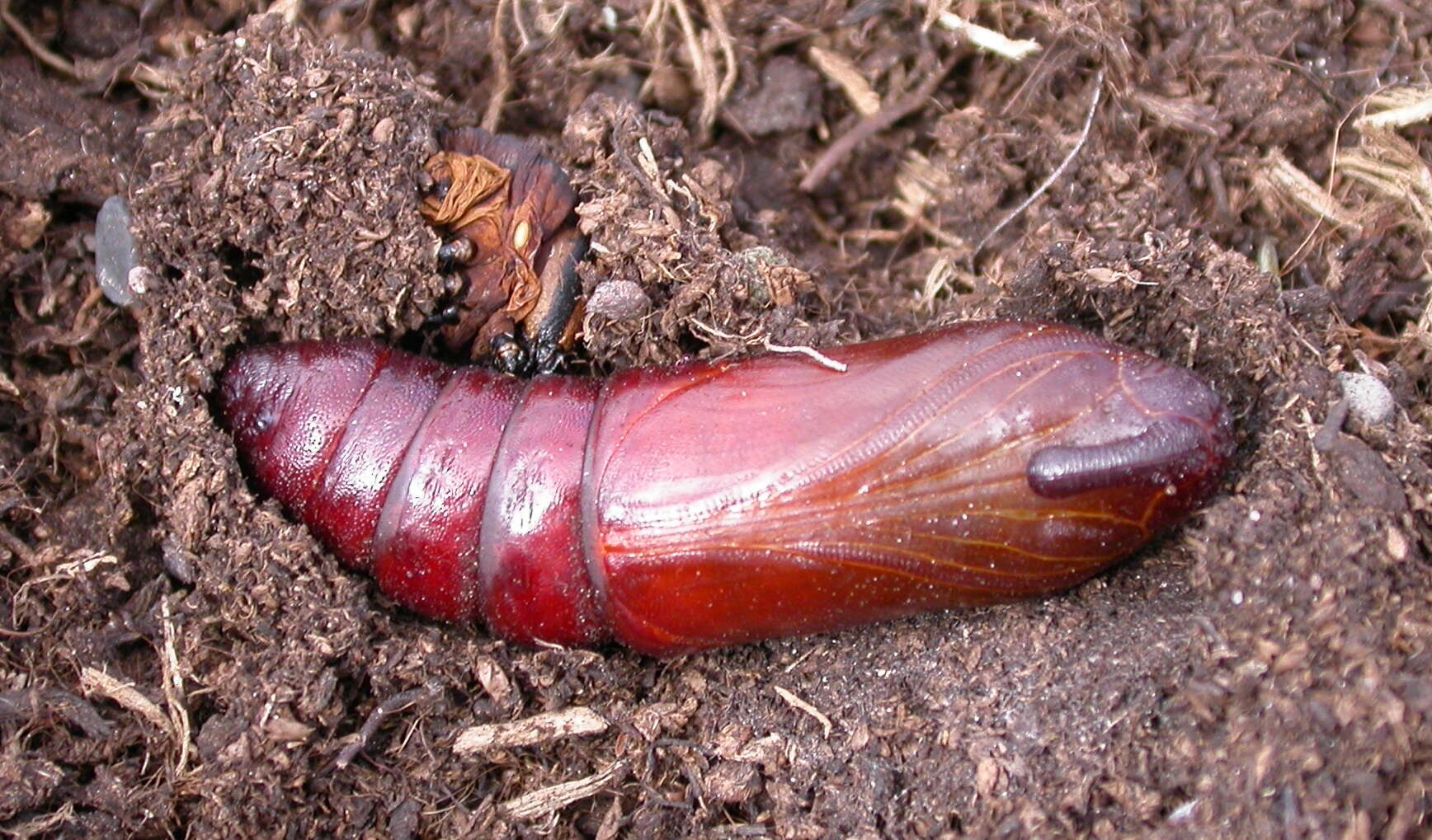 Image of privet hawk-moth