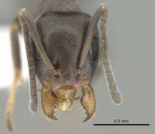 Image of Iridomyrmex mjobergi Forel 1915