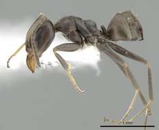 Image of Iridomyrmex mjobergi Forel 1915