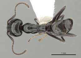 Image of Iridomyrmex calvus Emery 1914