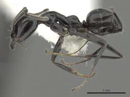 Image of Iridomyrmex calvus Emery 1914