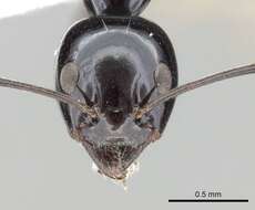 Image of Iridomyrmex obsidianus Emery 1914