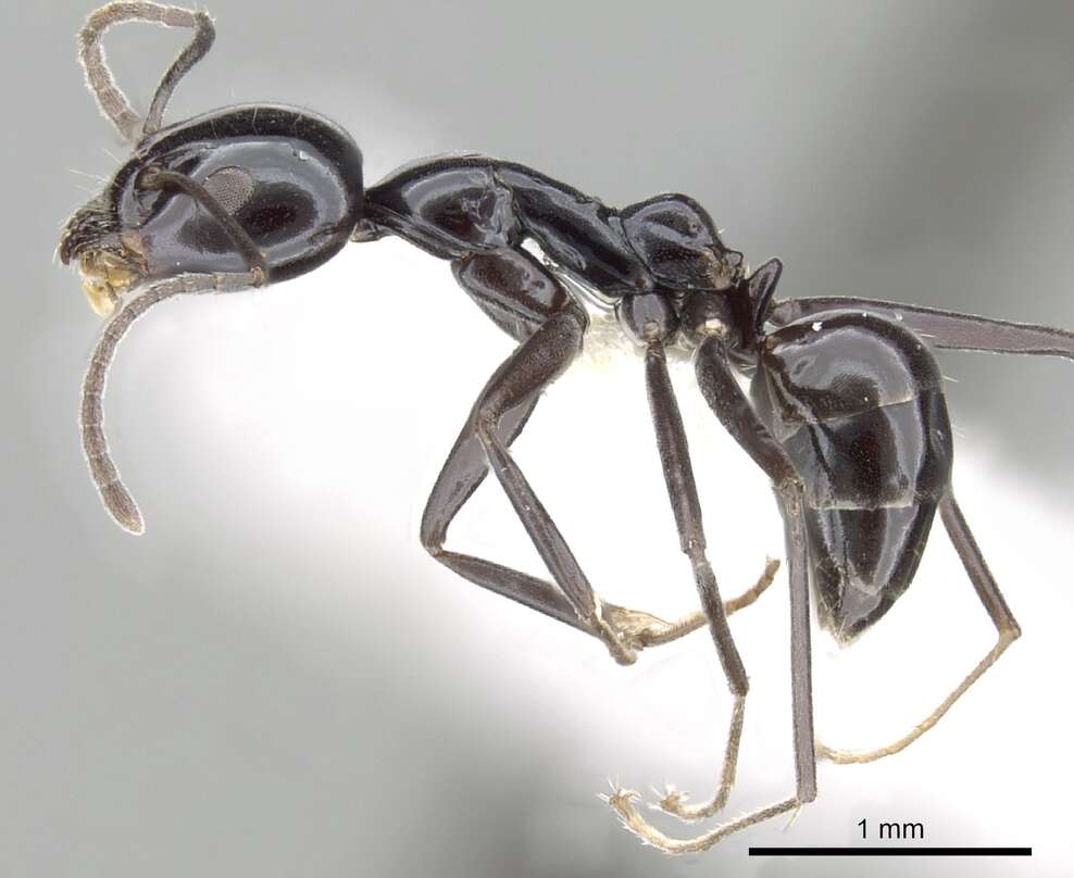 Image of Iridomyrmex obsidianus Emery 1914