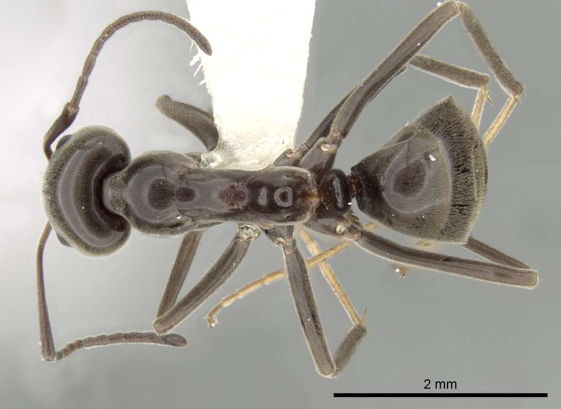 Image of Iridomyrmex conifer Forel 1902