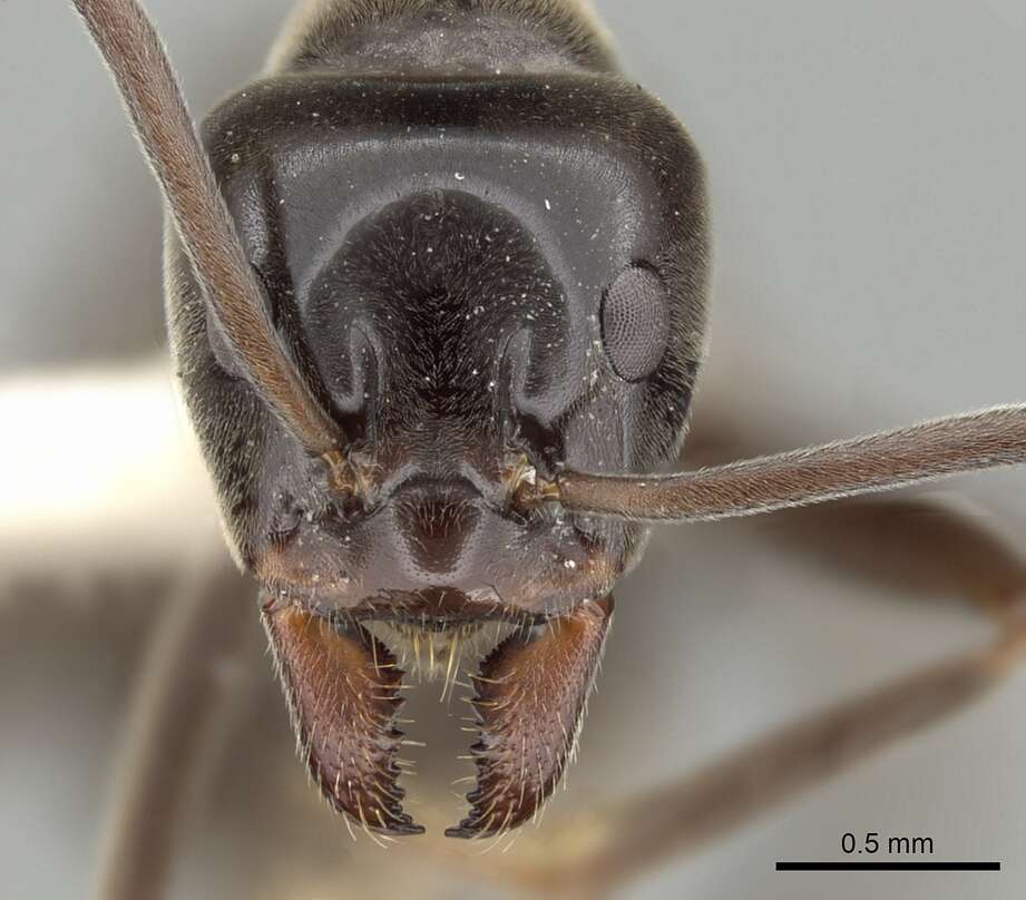 Image of Iridomyrmex conifer Forel 1902