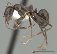 Image of Iridomyrmex conifer Forel 1902