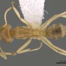 Image of Iridomyrmex dromus Clark 1938