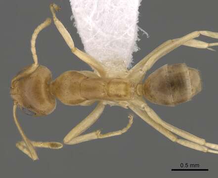 Image of Iridomyrmex dromus Clark 1938