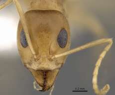 Image of Iridomyrmex dromus Clark 1938