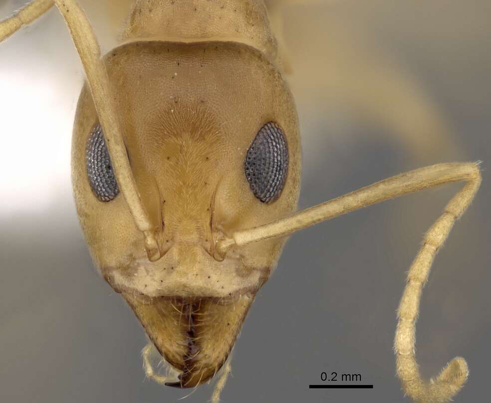 Image of Iridomyrmex dromus Clark 1938