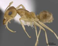 Plancia ëd Iridomyrmex dromus Clark 1938