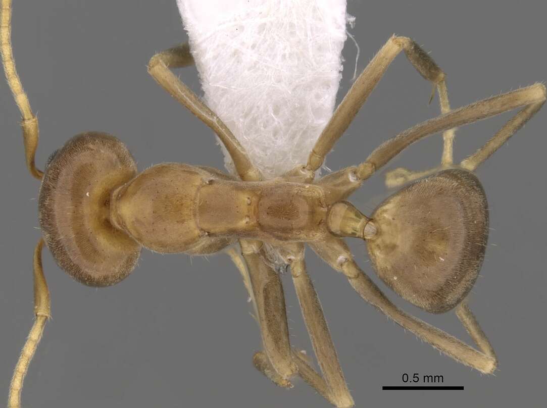 Image of <i>Iridomyrmex pallidus</i>