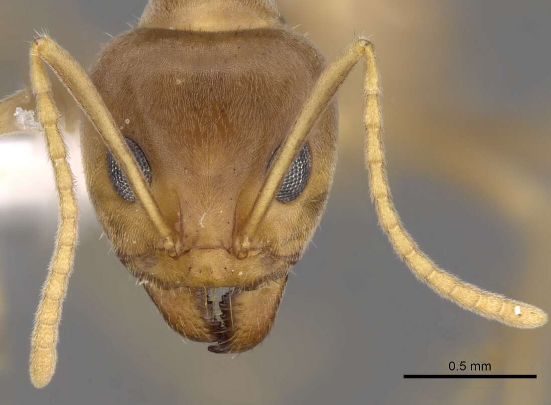 Image of <i>Iridomyrmex pallidus</i>