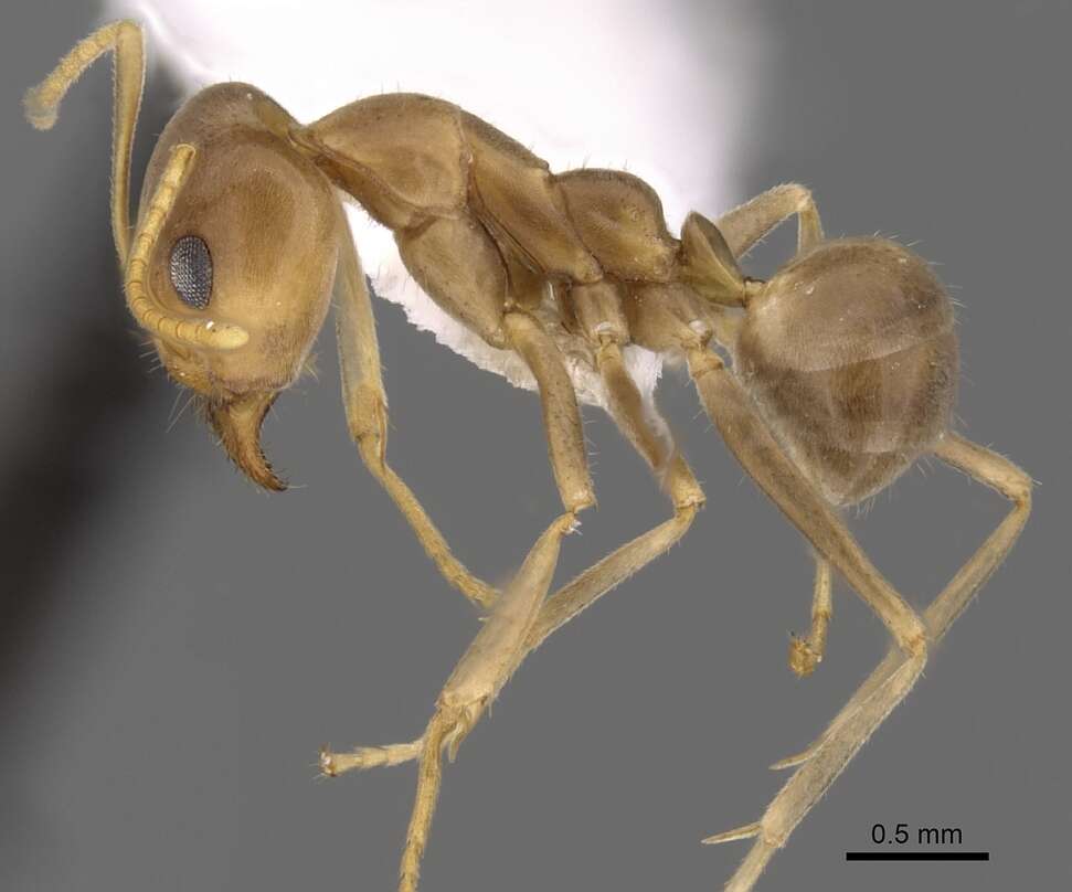 Image of <i>Iridomyrmex pallidus</i>