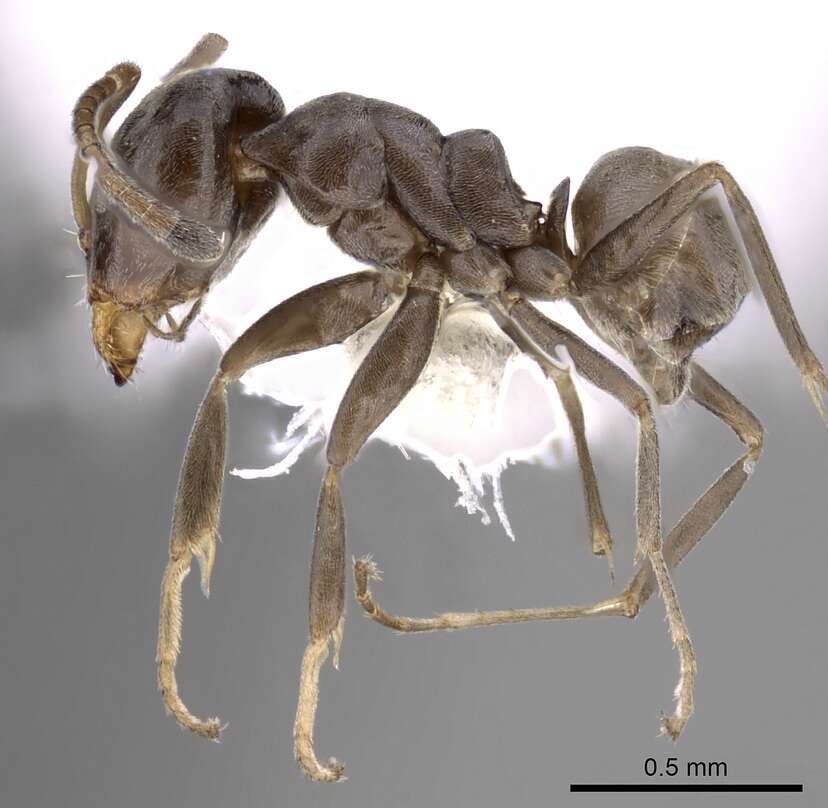 Image of Dolichoderinae