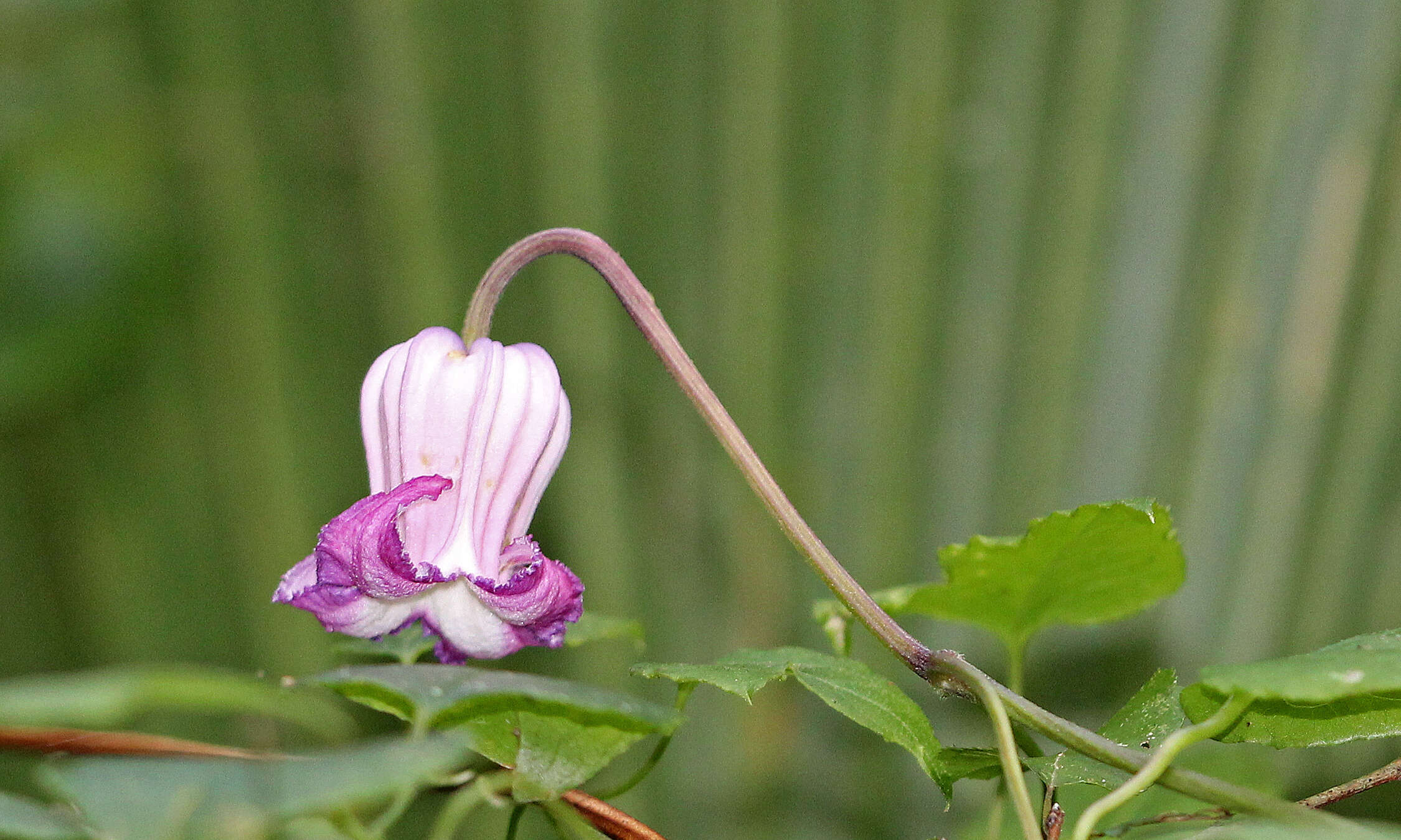 Sivun Clematis crispa L. kuva