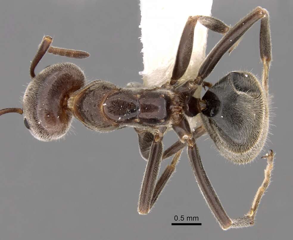 Image of Velvety Tree Ants