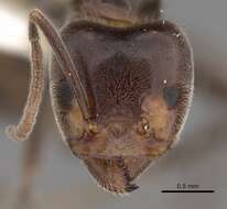 Image of Velvety Tree Ants