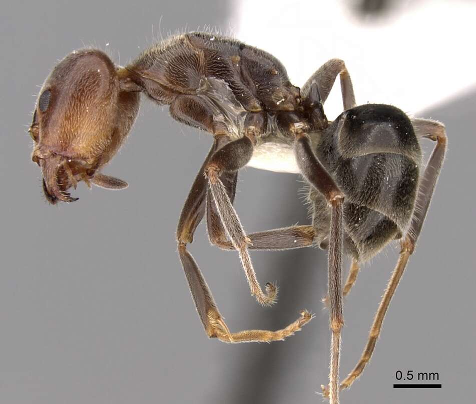 Image of Velvety Tree Ants