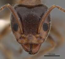 Image of Velvety Tree Ants