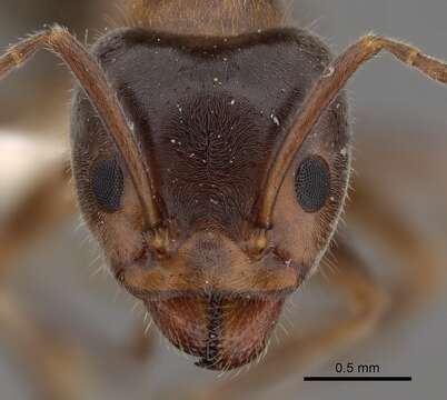 Image of Velvety Tree Ants